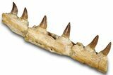 Mosasaur (Prognathodon) Jaw with Six Teeth - Morocco #259675-3